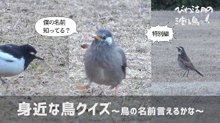 【特別編】身近な鳥クイズ【びわ湖の渡り鳥2022】