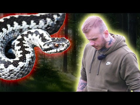 ❌NAJGROŹNIEJSZY POLSKI WĄŻ❌ ŻMIJA ZYGZAKOWATA