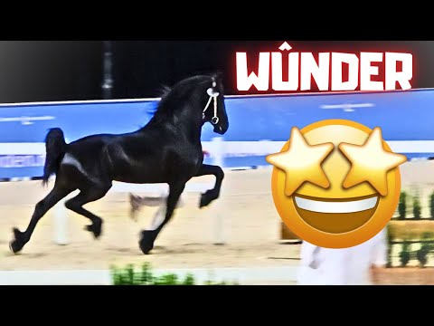 The Last Chapter.. Wûnder at the Stallion Inspection. Amazing Performance! Choices | Friesian Horses