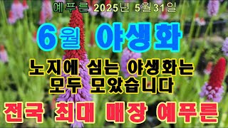 25년5.31) 6월 노지월동 야생화 전국 최대 매장