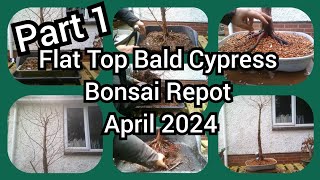 Flat Top Bald Cypress Bonsai Repot Apr 2024 Part 1