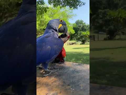 Os Encantos das Araras do nosso Mato Grosso do Sul 😍❤️🦜 #arara  #ms #matogrossodosul  #BodoquenaMS