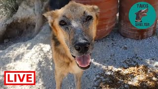 Chance is not afraid of people anymore - Takis Shelter