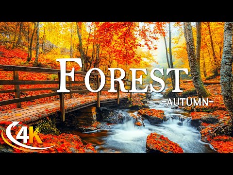Enchanting Autumn Forests with Beautiful Piano Music🍁4K Autumn Ambience & Fall Foliage🍁4K Video UHD