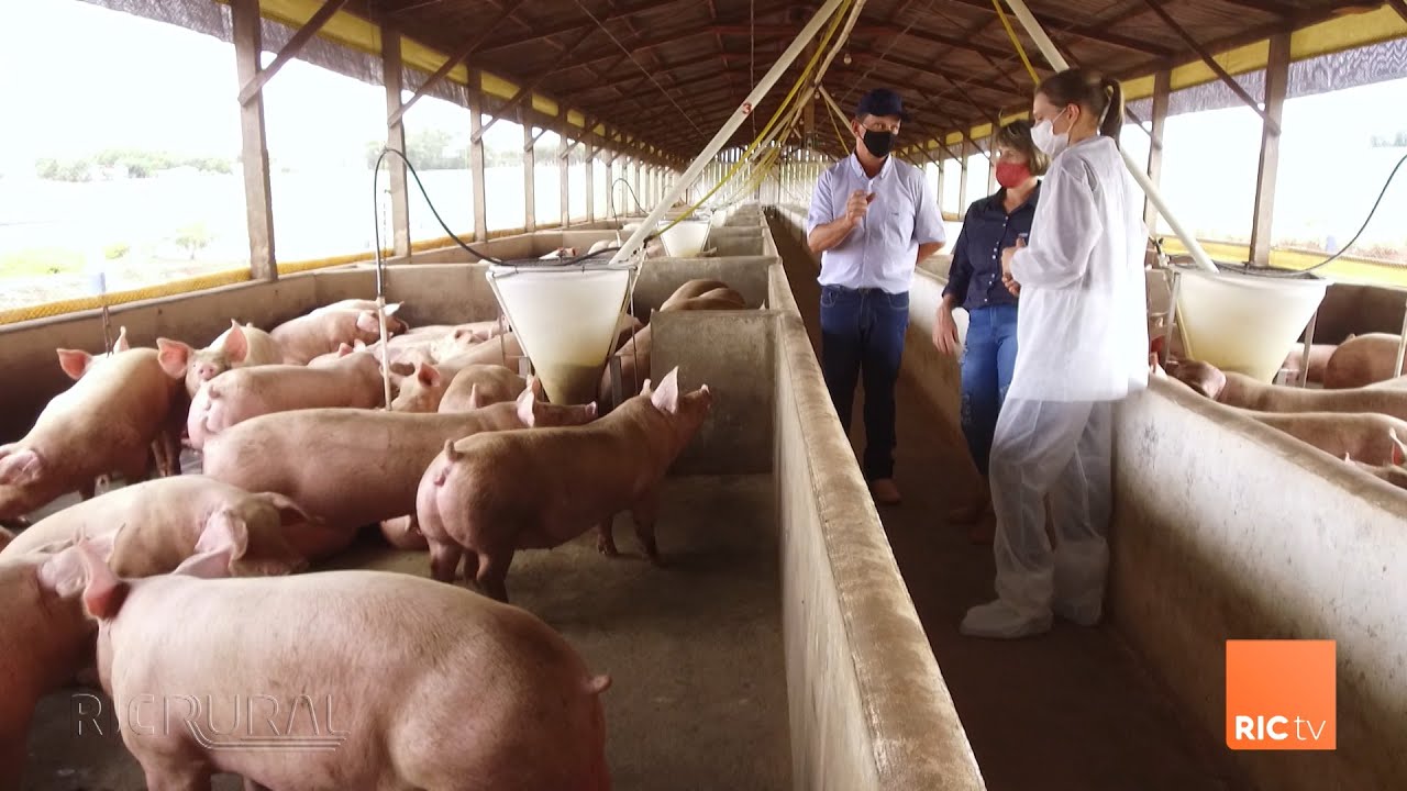 Suinocultura e a qualidade na produção | ORGULHO DA TERRA