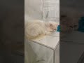 Starved Persian Eats Litter Confusing It For Rocks After Family Abandoned Him STORY BELOW