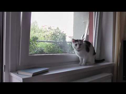 Na okně seděla kočka...