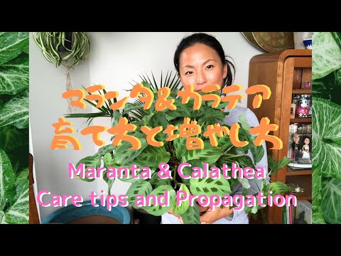, title : 'Maranta & Calathea care tips and propagation マランタ カラテアの育て方と増やし方　植物紹介'