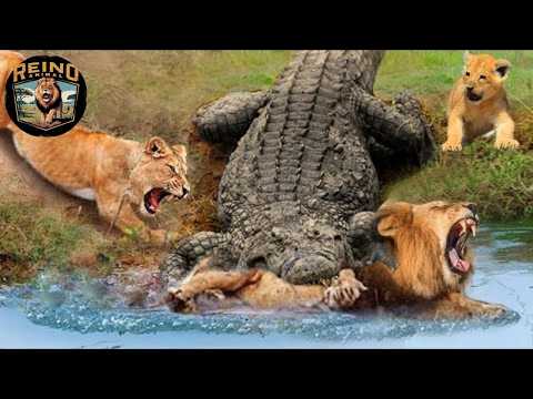 The struggle for survival in the Nile River #wildanimals | Animal Kingdom