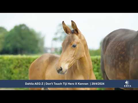 Dahlia AEG Z (Don't Touch Tiji Hero x Kannan)