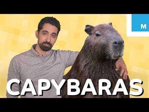 水豚是什麼？為何牠們如此Chill？| Mashable 解釋 (What is a Capybara and Why is it So Chill? | Mashable Explains)
