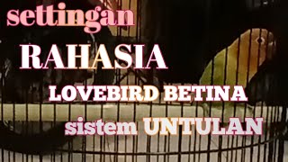 Download lagu Setingan RAHASIA 4 metode untuk Lovebird betina untulan Jadi gacorrrr jeda rapat mp3 Download lagu Setingan RAHASIA 4 metode untuk Lovebird betina untulan Jadi gacorrrr jeda rapat mp3
