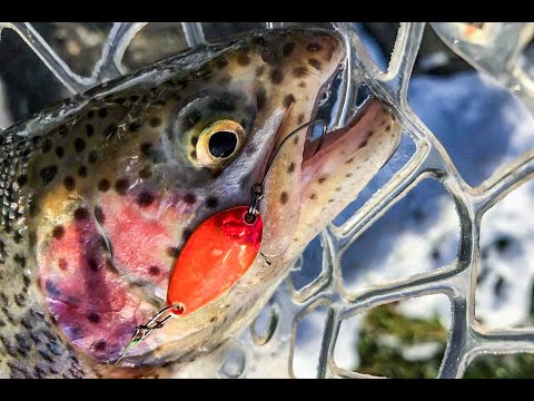 Competition Area Trout Ireland 06/03/2022  Final