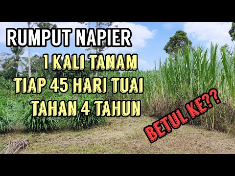 , title : 'TANAM RUMPUT NAPIER MENJANA PENDAPATAN'