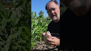 Download lagu Limbah Kepala Ikan di Kebun TIPS #berkebun #menanammakanan #kebun mp3