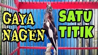 Download lagu KACER NAGEN GAYA SATU TITIK#kacergacor #kacergacorfullisian #kacertarung #kacergantangan mp3