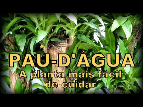 PAU-D'ÁGUA - A planta mais fácil de cuidar.