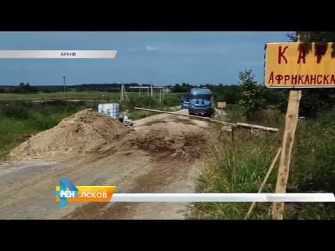 Новости Псков 21.09.2016 # Причины вспышки АЧС в Палкинском районе проверяют следователи