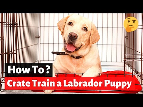 How to Crate Train a Labrador Retriever Puppy?