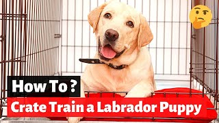 How to Crate Train a Labrador Retriever Puppy?