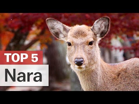 奈良の楽しみ方トップ5｜japan-guide.com (Top 5 Things to do in Nara | japan-guide.com)