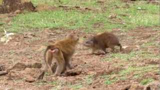 Monkeys tormenting a hyrax