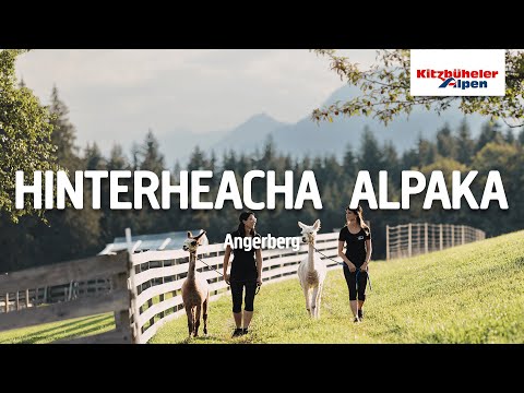 Hinterheacha Alpaka und Lama in Angerberg | Region Hohe Salve
