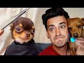 TRY NOT TO LAUGH 30 Ft My Dog