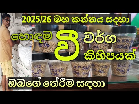 2025/26 මහ කන්නය සඳහා හොඳම වී වර්ග කිහිපයක් #ඔබගේ තේරීම සඳහා 👉