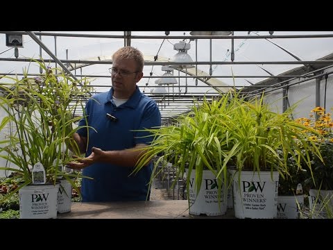 Tradescantia Production Tips | Walters Gardens