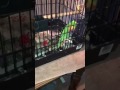 R2d2 Bird Noice