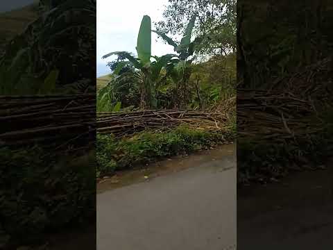 el plateado Cauca Argelia