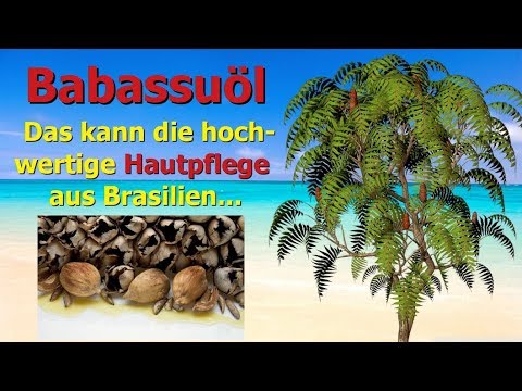 Babassuöl - Das kann die hochwertige Hautpflege aus Brasilien