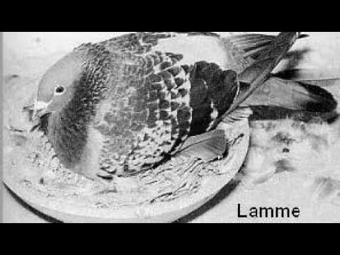 The Powerful Van Der Wegen Strain