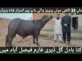 Nilli Ravi Buffalo Breeder Beautiful Breeder Gill Dairy Farm Allah Rehm Mian Attique Official
