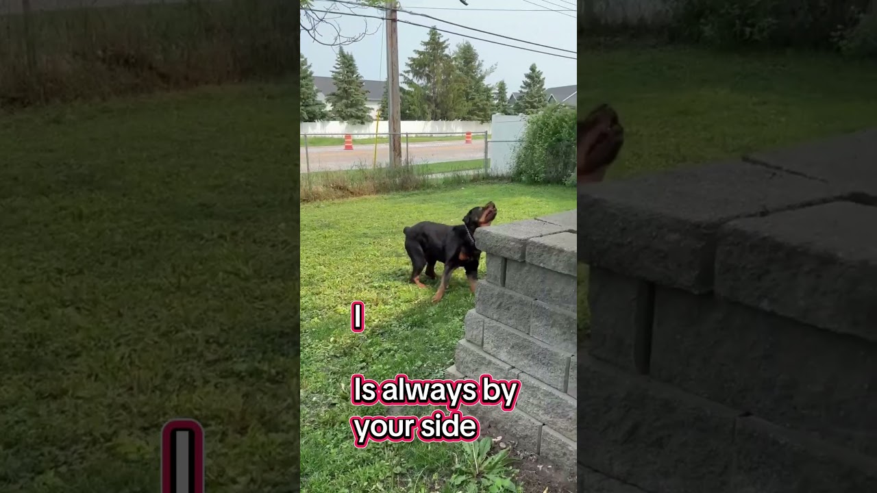Enlarge Dibow, a Adoptable Rottweiler in Rochester, MN video 6/6