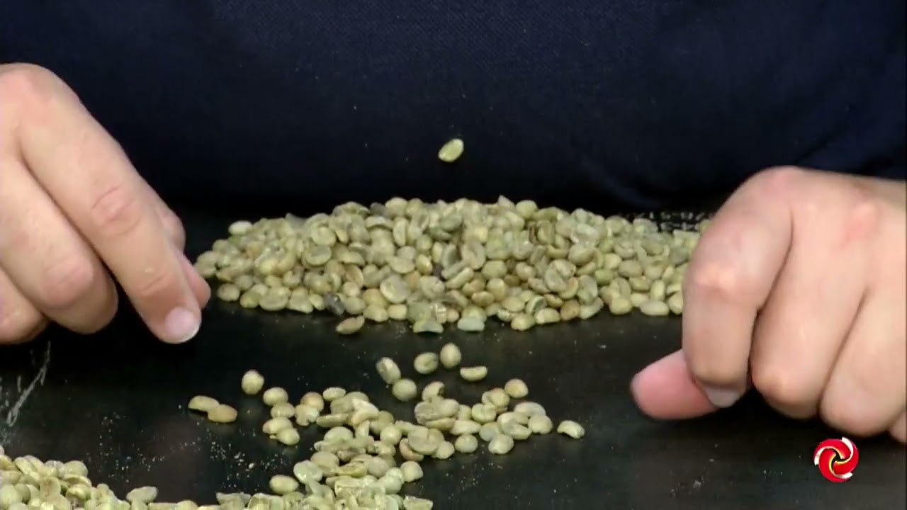 Mercado de café: veja o que pode impactar o setor