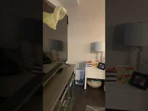 502 Bashford Ln property video