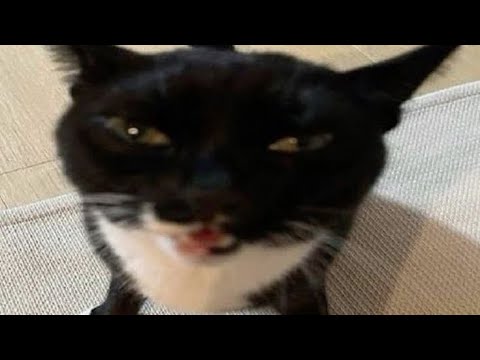 more funny tiktok's for the six trillionth time￼