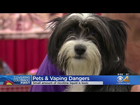 Vaping Liquid Can Be Deadly If Ingested By Pets, Vet Warns