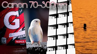 Canon 70-300mm Lens Photography | Sample Photos PT. 2