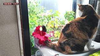 三毛猫フミちゃん  LIVE配信   2026年8月26日　calico cat　(LIVE stream)