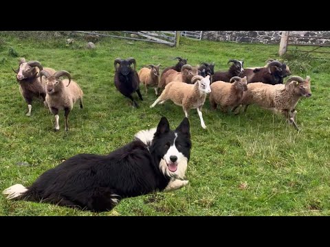 My sheepdog herding someone else’s sheep!!? Helping another farmer 
