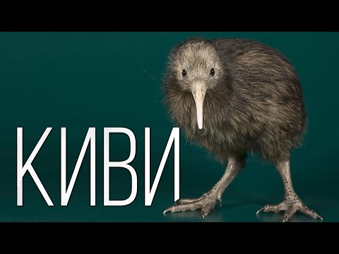 Киви: Доисторическая птица | Интересные факты про птиц