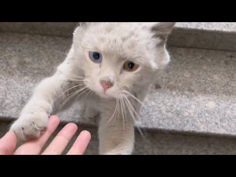 Mit Wunden übersätem Körper stand die arme Katze auf und versuchte, die Frau um Hilfe anzuflehen.