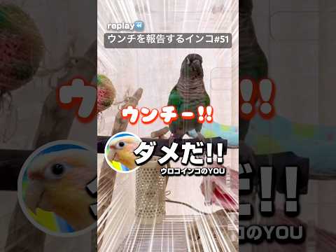 パタゴニアコニュアについて詳しく解説