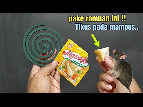 CARA BUAT RACUN TIKUS DARI OBAT NYAMUK BAKAR PALING AMPUH