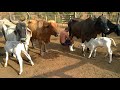 Tirando Leite Das Vacas Manual No Curral Pela Manhã Bezerros Só Na Boa Na Seção Mamação