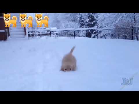 Pappeis playing funny videos