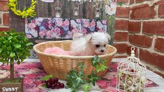 マルチーズの動画01